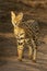 Serval walks on dirt track in sunshine