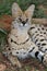 Serval Wild Cat