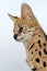 Serval Wild Cat