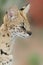 Serval Wild Cat