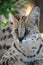 Serval Wild Cat