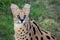 Serval Wild Cat