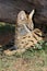 Serval Wild Cat