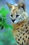 Serval Wild Cat