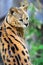 Serval Wild Cat