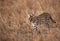 Serval Wild Cat  in the grassland of Masai Mara