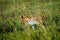 Serval Wild Cat in Masai Mara