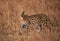 Serval Wild Cat, Masai Mara