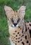Serval Wild Cat Portrait