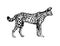 Serval wild cats illustration