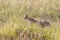 Serval wildcat in savannah of Serengeti Tanzania