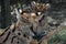 Servals. Kgalagadi Transfrontier Park, Northern Cape, South Africa