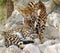 Servals resting on stones