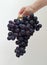 Serve a delicious black grape - a hand with a bunch of grapes