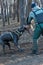 The service dog is attacking the trainer. Dog breed cane corso italiano bite special sleeve. Training dogs defensive guard service