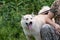 Service dog of the West Siberian Laika breed next to a military or hunter in camouflage clothes in the forest outdoors in summer