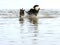 Service dogs relaxing and playing in water