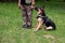 Service German Shepherd, in unloading, sits on the grass next to the owner