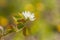 Serviceberry Bloom With Copy-Space