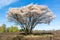 Serviceberry tree in bloom, heath, Netherlands