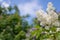 Serviceberry tree blossom at Summer