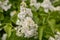 Serviceberry tree blossom at Summer