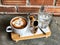 Serving cute dog face Latte art and water glass on wooden tray and concrete , orange bricks background