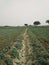 The sesame crop Fields