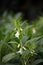 Sesame crop with small flowers