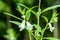 Sesame is a flowering plant an oilseed crop, Sesamum indicum