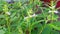 Sesame plant with flowers stock photo