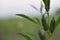 Sesame plants on the agricultural farm