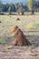 Sesame Plants Left Dried in Farm