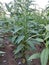 Sesame seed Farm, Sesamum crops growing in green farmland, Till, Flowers, Grow of Sesame Plant