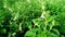 Sesame sesamum indicum crops close up
