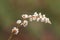Sesamoides purpurascens false sesame small creeping plant with cream white and orange flowers
