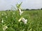 sesamum radiatum flower in the field, Indian sesamum radiatum plant field.  Black  benniseed plant.