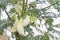 Sesbania grandiflora or Vegetable hummingbird of white