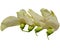 Sesbania Grandiflora vegetables, flower vegetables