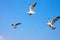 SeSeagull snatching food in sky