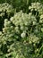 Seseli libanotis umbels with white flowers