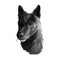 Seskar Seal dog hound animal digital art. Seiskarinhyljekoira pet originating from Finland, watercolor portrait closeup of Finish