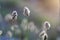 Sesleria caeluria, blue moor-grass