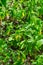 Sessile Bellwort, Uvularia sessilifolia
