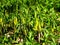 Sessile Bellwort Wildflowers, Uvularia grandflora
