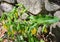 Sessile Bellwort â€“ Uvularia sassilifolia