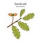 Sessile or Irish Oak Quercus petraea , medicinal plant