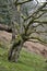 Sessile Oak