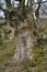 Sessile Oak