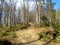 Sessile oak (Quercus petraeae) forest with bare trees